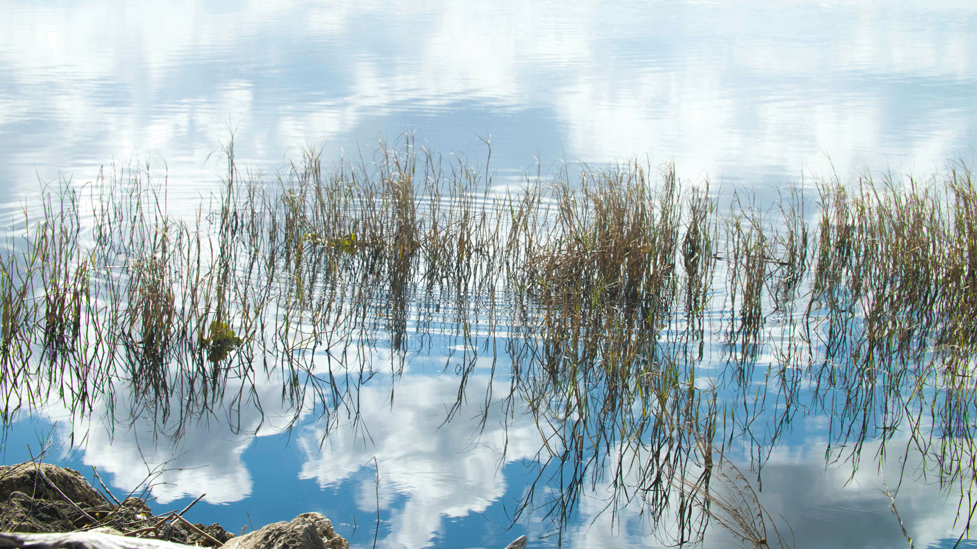 Taylor Creek Reservoir water with vegetation and the reflection of the sky.