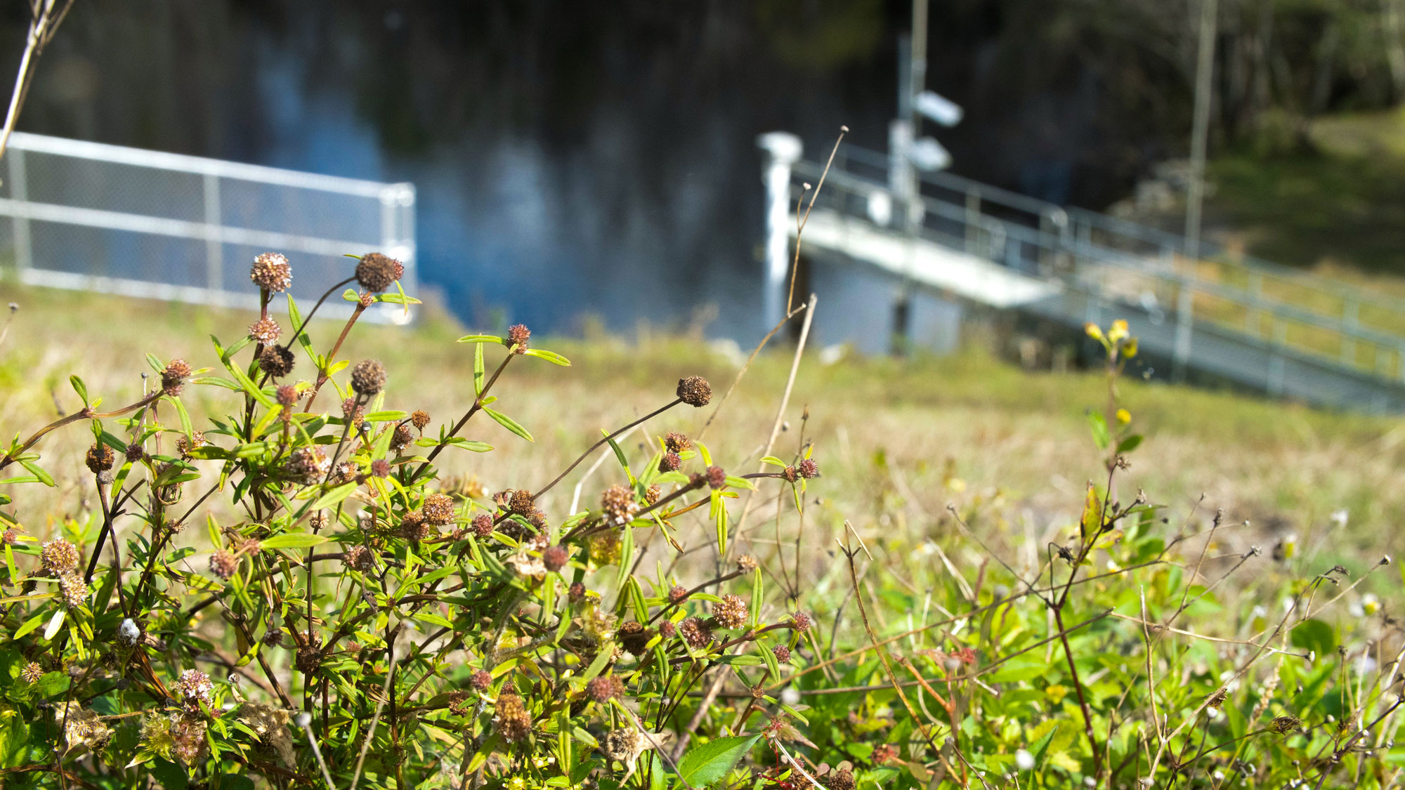 Flowers and grass with the surface water monitoring station in the background.